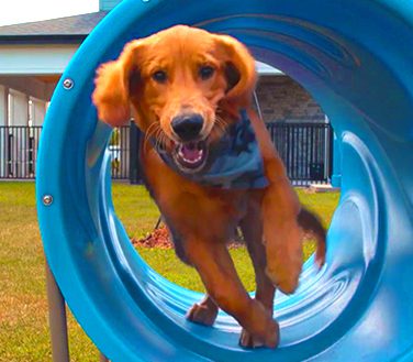 Pet Park Dog running through agility equipment