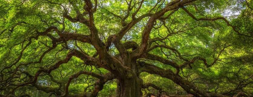 The Addison Longwood shares Big Tree Park with historic Tree