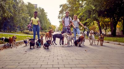 The Addison Longwood A bunch of dogs on the leash on the walk on a beautiful day in the park led by group of young dog walkers. Pets, walkers, servic