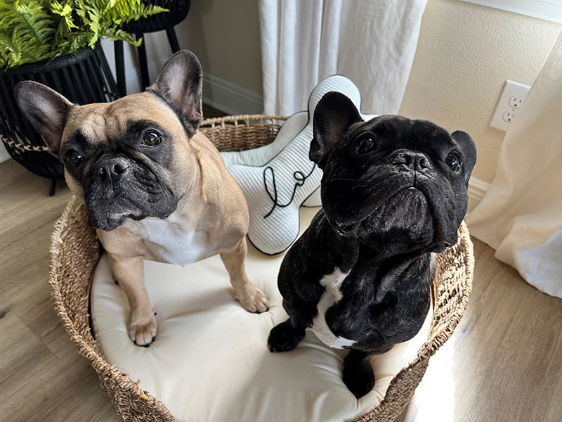 Two Frenchie dogs in a basket