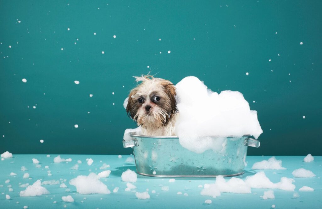 Dog in dog wash