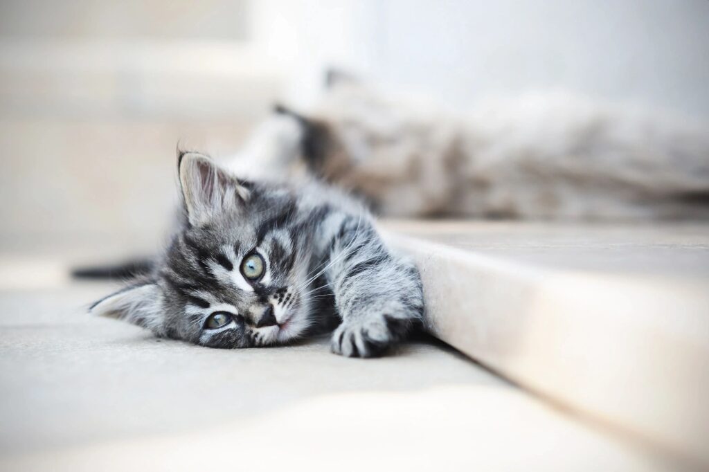 Stretching kitty