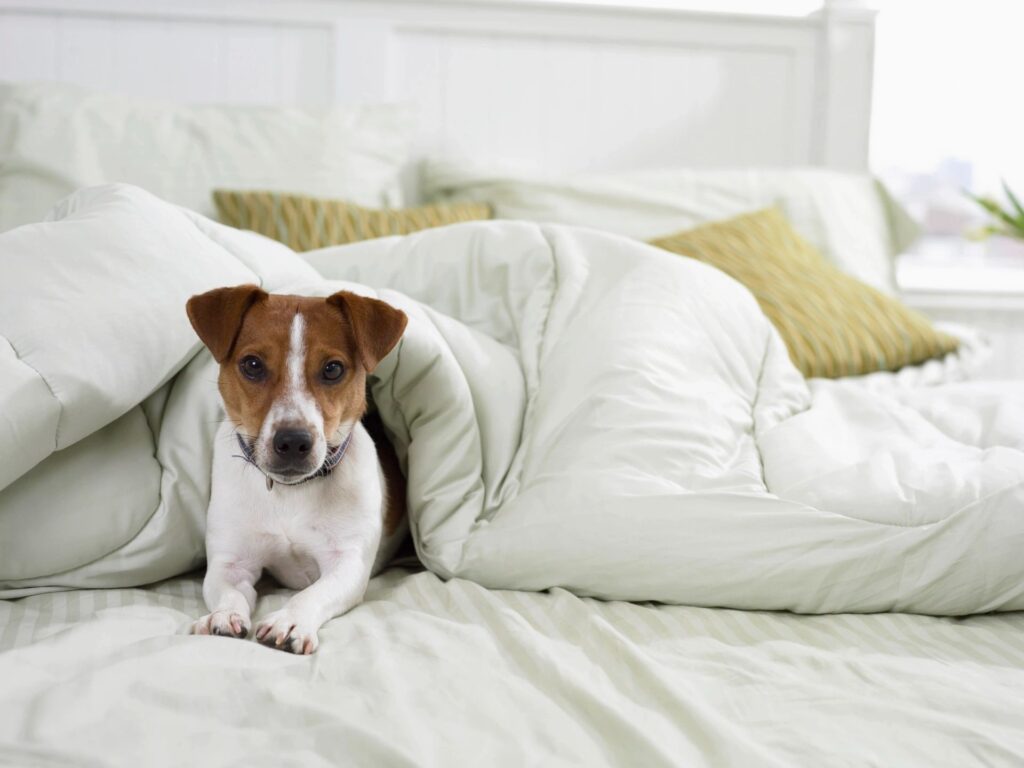 dog in bed under covers