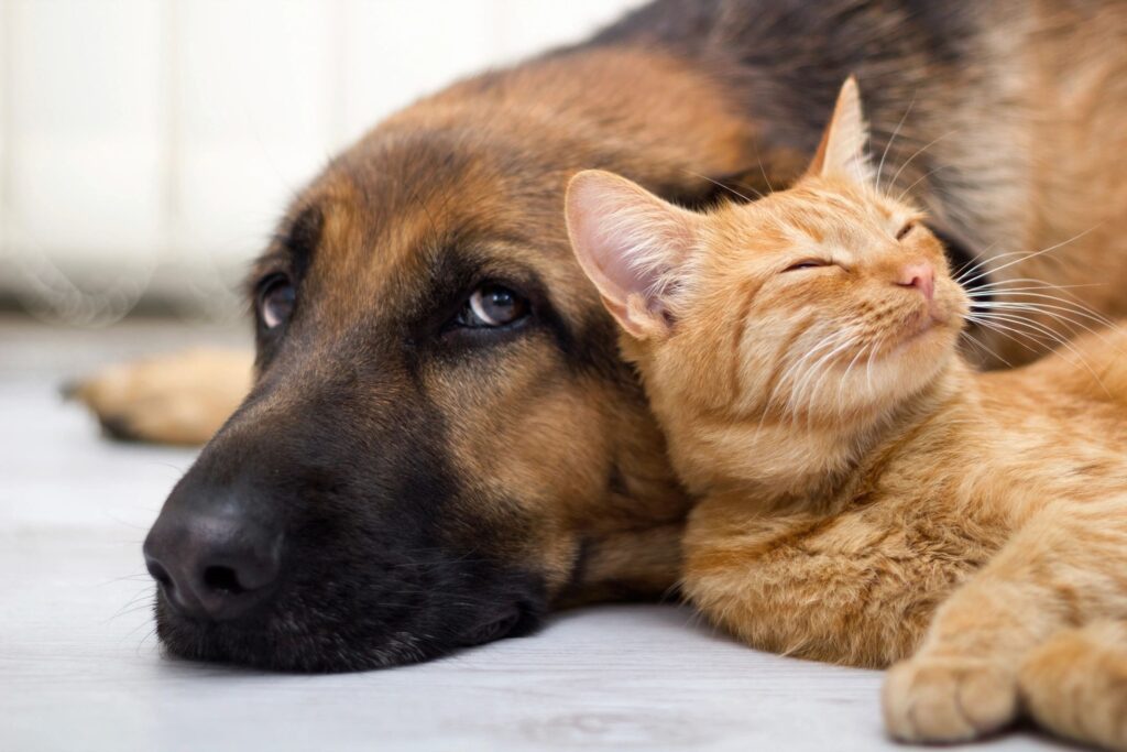 dog and cat buddies