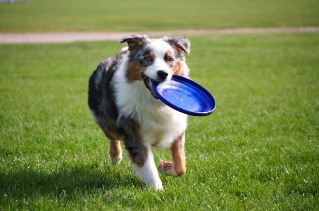 dog fetching frisbee