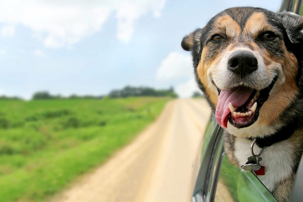 dog with had out car window